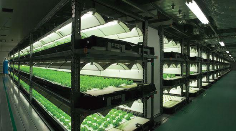 Vege-factory